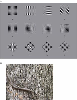 From perceptual organization to visual illusions and back